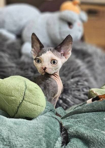 Devon rex kocourek s průkazem původu