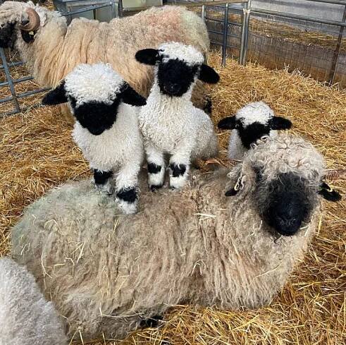 valais blacknose sheep on Tumblr