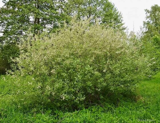 Vrba popelavá (Salix cinerea)
