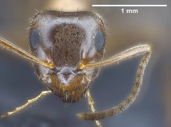 Lasius emarginatus worker
