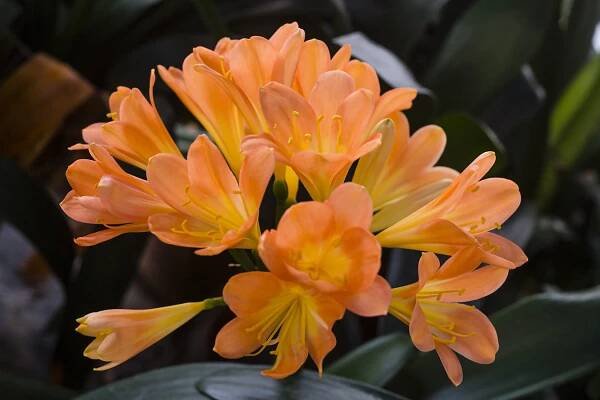 Colorado Clivia plant number 2367B.  Clivia miniata, Julia D.