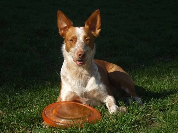 dogfrisbee