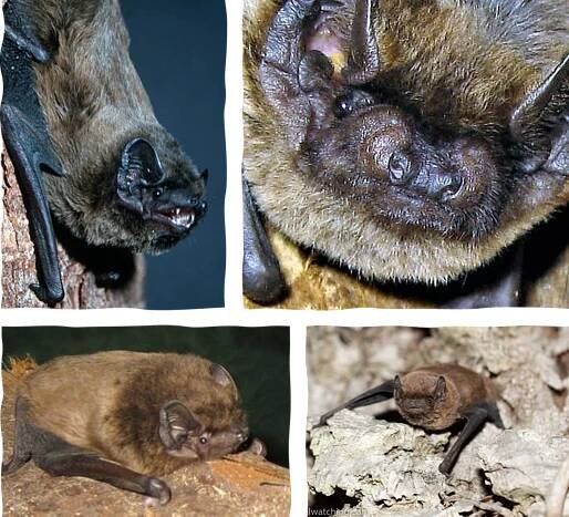 Leisler's Bat Madeira