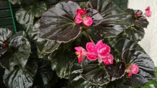 Kompletní péče a definitivní průvodce pěstováním Begonia semperflorens (cukrové begónie)