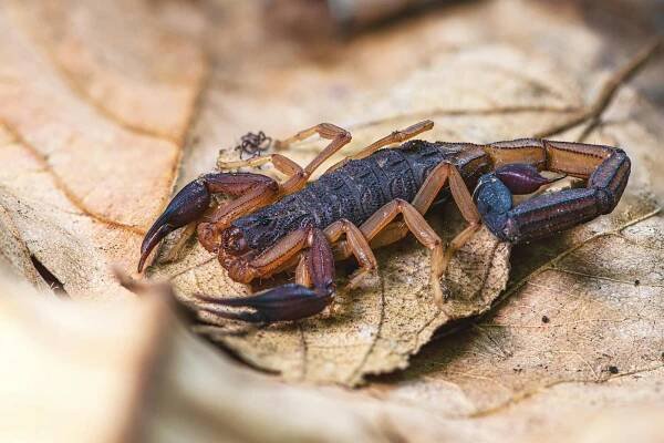 bezplatná Detailní pohled na štíra hnědého (Centruroides gracilis) odpočívajícího na listu. Základová fotografie