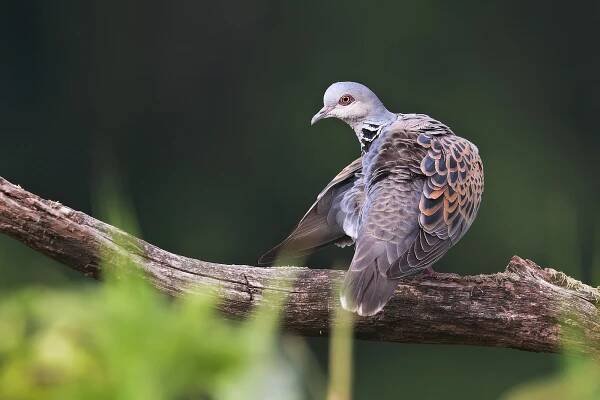 Hrdlička divoká  ( Streptopelia turtur )