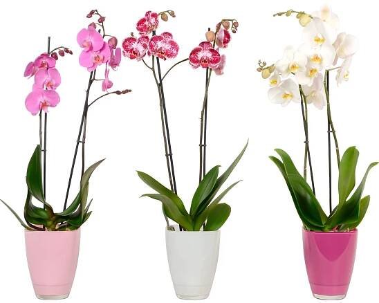 Motýlí orchidej (Phalaenopsis) 2 výhonky, pr. květináče 12 cm nakoupit u OBI