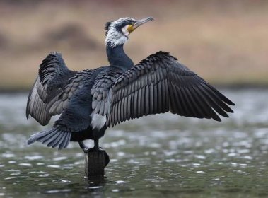 Vědci letos v NP Podyjí napočítali nejméně vodních ptáků za dobu sčítání