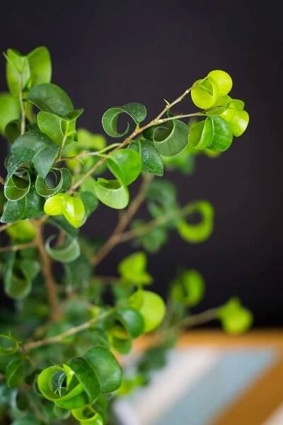 Ficus benjamina ‘Barok‘ - Image 2