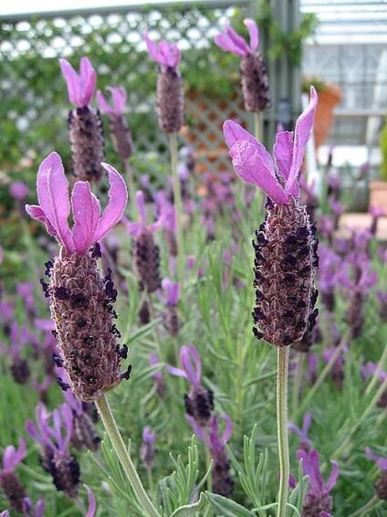 Soubor:Lavandula stoechas01.jpg – Wikipedie