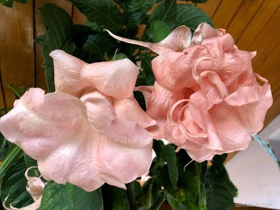 Durmanovec (Brugmansia)