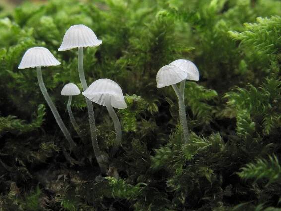 Mycena tenerrima - helmovka přeútlá - myko.cz