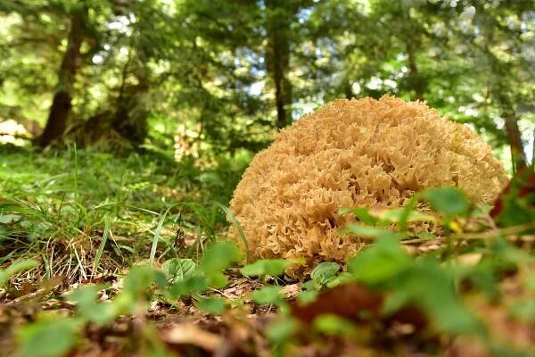 Flora a huby - Dušan Majerník Photography Prešov