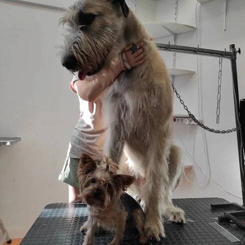 Trimování psů za 600 Kč Praha, Černý Most GROOMMISTR grooming-studio • Firmy.cz