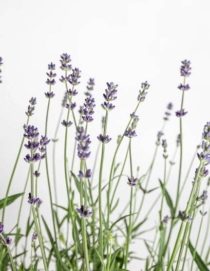 Levandule, Lavandula angustifolia Hidcote Blue Strain, skladem | ZAZUMi.cz