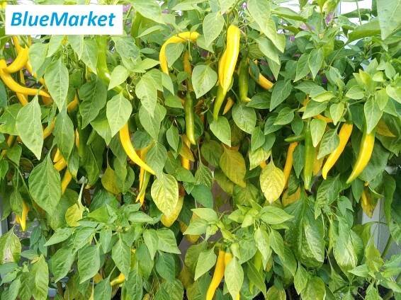 Chilli papričky BIO Cayenne GOLD - domácí přebytek - středně pálivé! - Potraviny