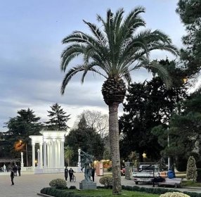 Georgien: Der botanische Garten in Batumi zeigt Pflanzen aus aller Welt