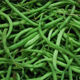 Fazole keříčková Delinel – Phaseolus vulgaris – semena fazolu
