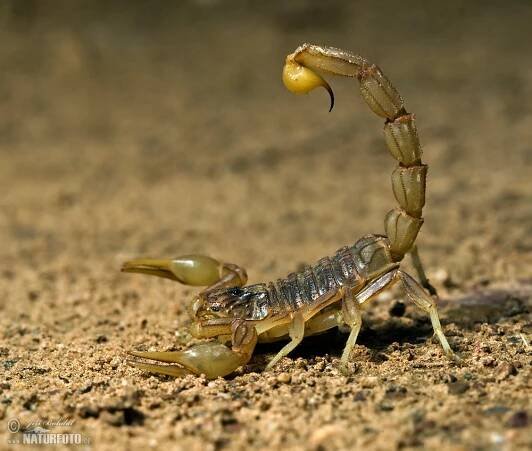 Štír středomořský | Naturfoto.cz