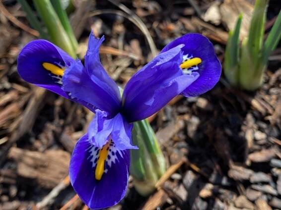 spring garden | pbmGarden