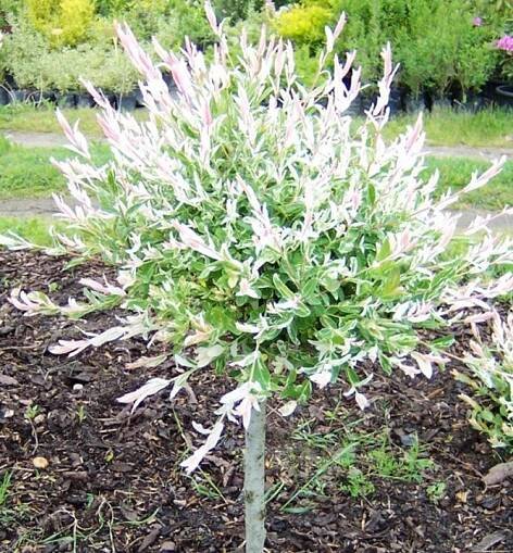 Vrba celolistá ´HAKURO NISHIKI´ na kmínku 100 cm, kont. 3 l | Lumigreen.cz
