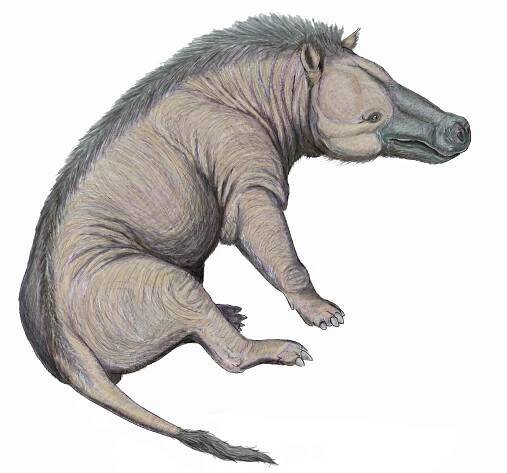 File:Andrewsarchus09DB.jpg - Wikimedia Commons