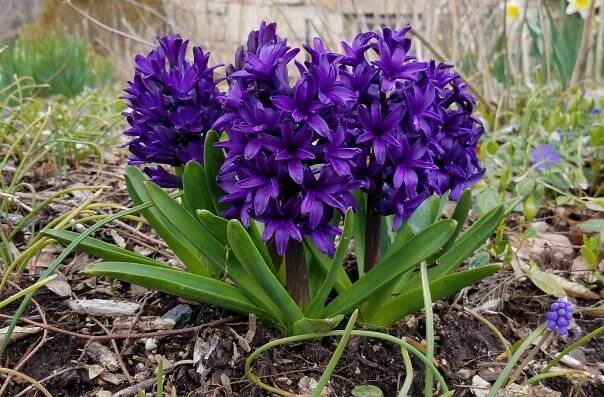Hyacinthus orientalis 'Aida'