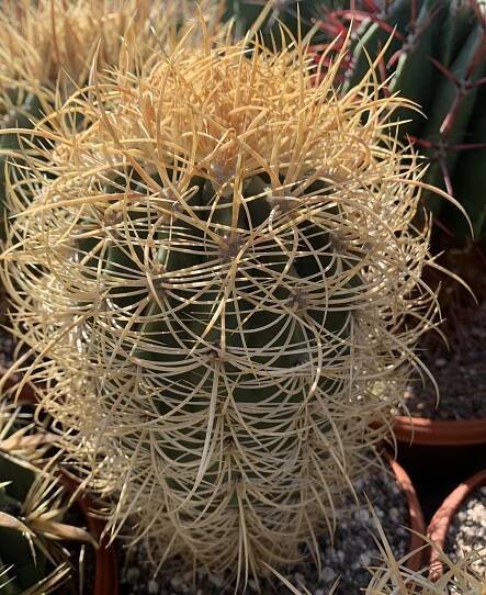 Ferocactus johnstonianus