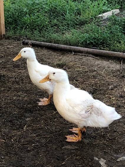 Kachna domácí - Září :: Farma Dorážka
