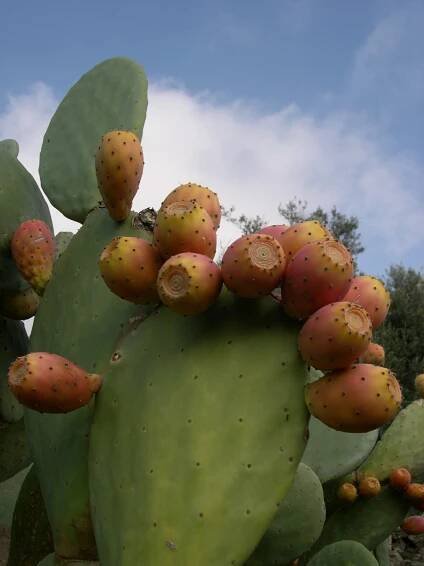 Opuncie mexická