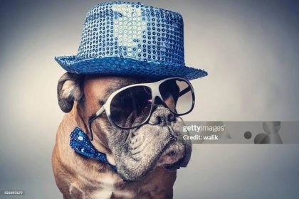 party dog - funny animals stock pictures, royalty-free photos & images