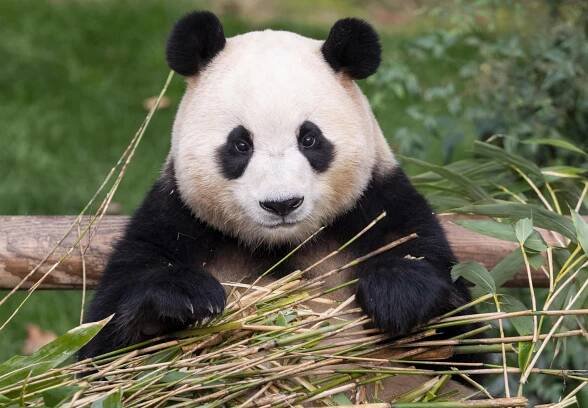 South Koreans mourn as country’s first celebrity panda, Fu Bao, heads to China