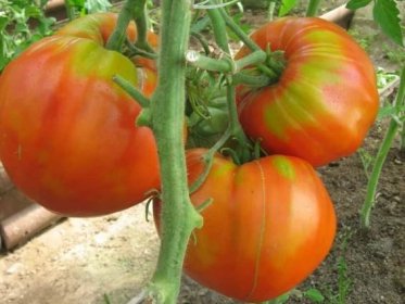 Masité sladké rajče: popis rajčat, vlastnosti rajčat
