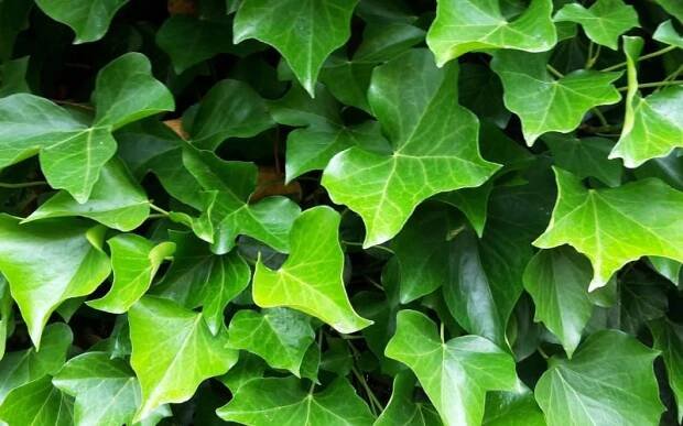 Hedera hibernica