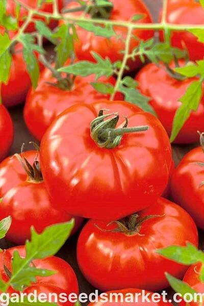 Rajčata "Giant" - Lycopersicon esculentum Mill - semena – Garden Seeds Market | Doprava zdarma