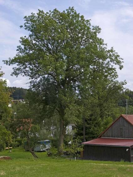 GCAPP1V DENDROLOGIE V KOSTCE - jasan ztepilý (Traditional Cache) in Středočeský kraj, Czechia created by Karmazin+Teri 