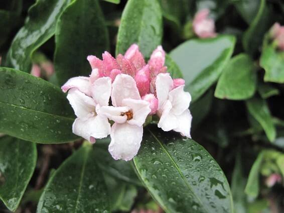 Daphne odora (Winter daphne)