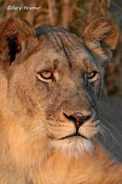 African Lion (Panthera leo)