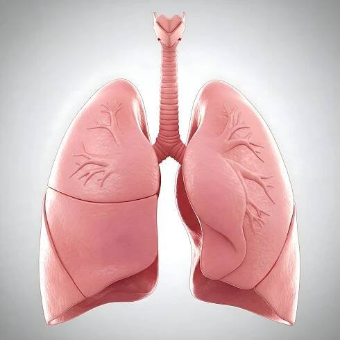 Ai Generované, Plíce, Dýchání, Osoba