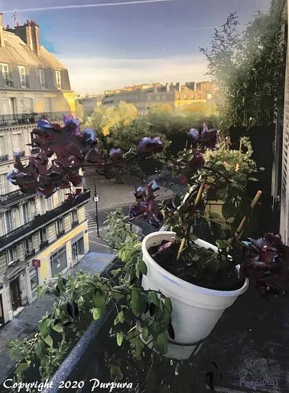 Place Maubert II - James Purpura