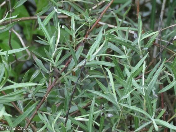 Salix elaeagnos – vrba šedá