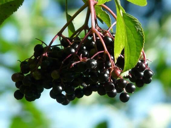 black-elderberry-9916_1920