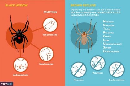 Pavoučí kousnutí - charakteristické příznaky, druhy pavouků