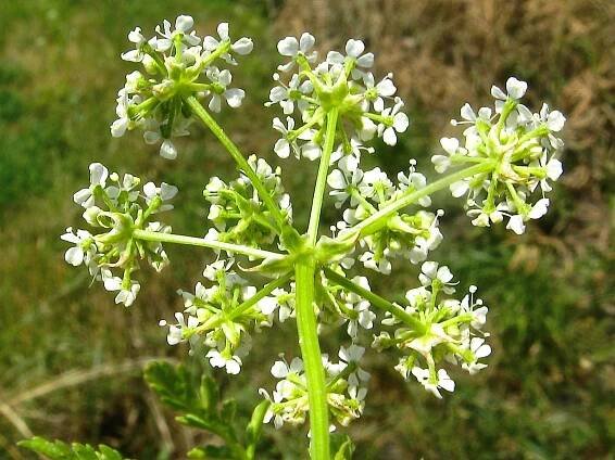 Obrázek - Conium maculatum (bolehlav plamatý) | BioLib.cz