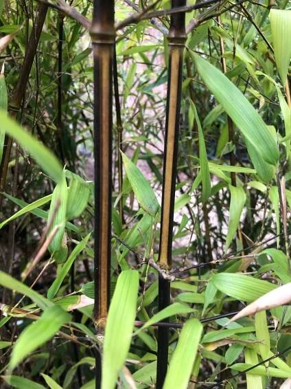 Phyllostachys aureosulcata "Black fire" - Bambusy.cz