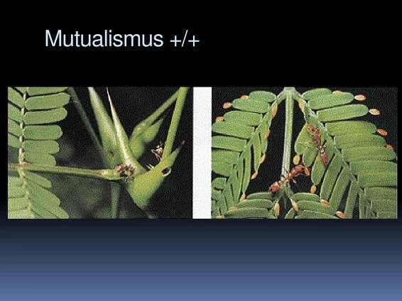 PPT - Altruismus u zvířat PowerPoint Presentation, free download - ID:4374452