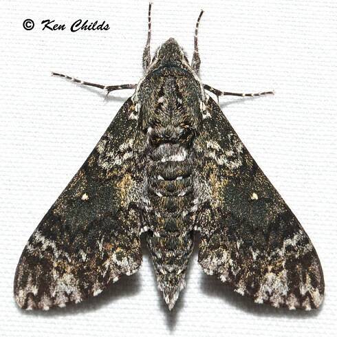 Dolba hyloeus - SPHINGIDAE OF THE UNITED STATES OF AMERICA
