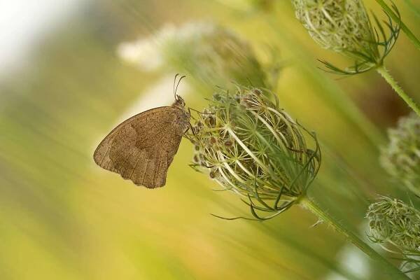 Okáč hnědý (Coenonympha hero)