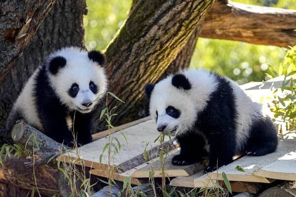 Party bei den Pandas: Leni und Lotti sind ein Jahr alt