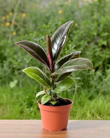 Ficus Elastica Robusta main